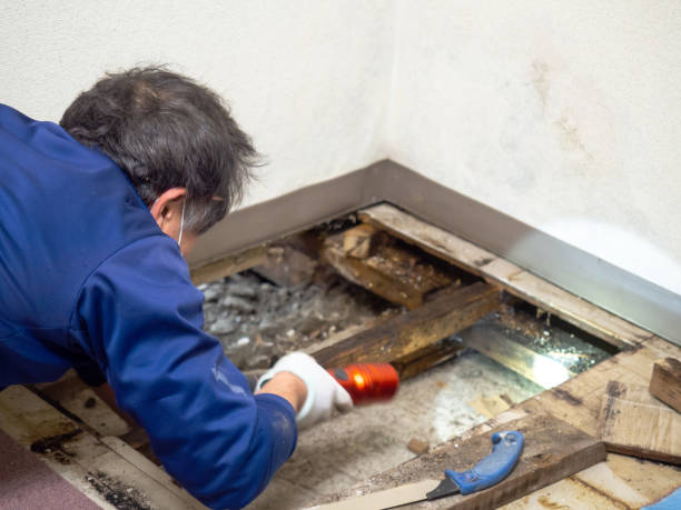 Best Preventive Mold Services in Eagle Mountain, UT