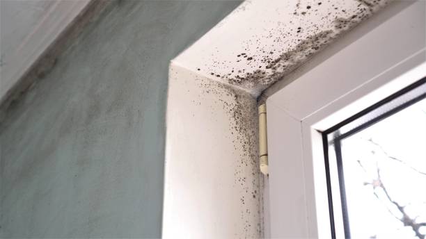 Best Emergency Mold Remediation in Eagle Mountain, UT
