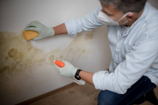 Best Preventive Mold Services in Eagle Mountain, UT