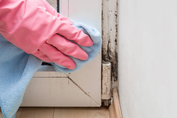 Best Basement Mold Remediation in Eagle Mountain, UT